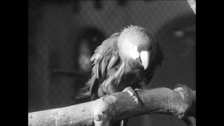 Link to Video | Paul Karl Lieberenz, 50s, Berlin Zoological Garden, Germany, zoo, West Berlin, Berlin, animal, black and white
