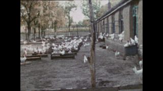 Link to Video | Paul Karl Lieberenz, color, China