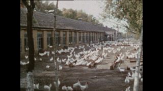 Link to Video | Paul Karl Lieberenz, color, China