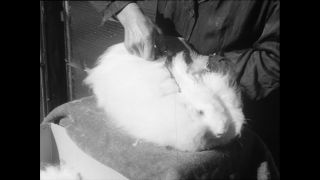 Link to Video | Baumwollspinnerei, wool, Paul Karl Lieberenz, Kulmbach, productive animal, Germany, white, silk mill, angora wool, Angora rabbit, yarn industry, textile industry, 20th century, animal, factory, rabbit
