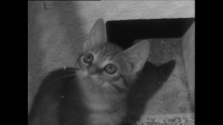 Link zum Video | Baumwollspinnerei, Wolle, Paul Lieberenz, Kulmbach, Deutschland, Spinnerei, Angora, Angorakaninchen, Garnindustrie, Textilindustrie, 20. Jahrhundert, Fabrik