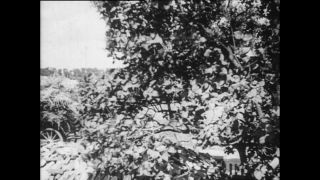 Link to Video | Paul Karl Lieberenz