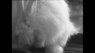 Link zum Video | Baumwollspinnerei, Wolle, Paul Lieberenz, Kulmbach, Deutschland, Spinnerei, Angora, Angorakaninchen, Garnindustrie, Textilindustrie, 20. Jahrhundert, Fabrik