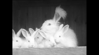 Link to Video | Baumwollspinnerei, wool, Paul Karl Lieberenz, Kulmbach, productive animal, Germany, white, silk mill, angora wool, Angora rabbit, yarn industry, textile industry, 20th century, animal, factory, rabbit