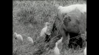 Link zum Video | Paul Lieberenz