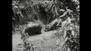 Link to Video | Paul Karl Lieberenz