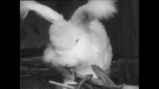 Link zum Video | Baumwollspinnerei, Wolle, Paul Lieberenz, Kulmbach, Nutztier, Deutschland, Weiß, Spinnerei, Angora, Angorakaninchen, Garnindustrie, Textilindustrie, 20. Jahrhundert, Tier, Fabrik, Kaninchen