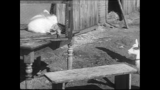 Link zum Video | Baumwollspinnerei, Wolle, Paul Lieberenz, Kulmbach, Deutschland, Spinnerei, Angora, Angorakaninchen, Garnindustrie, Textilindustrie, 20. Jahrhundert, Fabrik