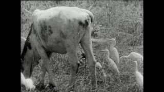 Link to Video | Paul Karl Lieberenz