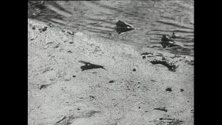 Link to Video | Paul Karl Lieberenz