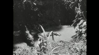 Link zum Video | Paul Lieberenz