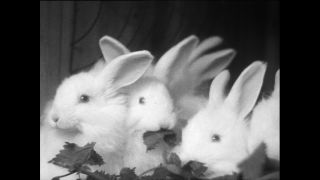 Link zum Video | Baumwollspinnerei, Wolle, Paul Lieberenz, Kulmbach, Nutztier, Deutschland, Weiß, Spinnerei, Angora, Angorakaninchen, Garnindustrie, Textilindustrie, 20. Jahrhundert, Tier, Fabrik, Kaninchen