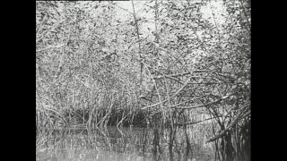 Link zum Video | Paul Lieberenz