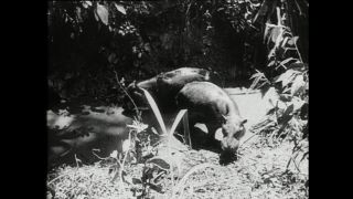 Link to Video | Paul Karl Lieberenz