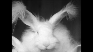 Link to Video | Baumwollspinnerei, wool, Paul Karl Lieberenz, Kulmbach, productive animal, Germany, white, silk mill, angora wool, Angora rabbit, yarn industry, textile industry, 20th century, animal, factory, rabbit