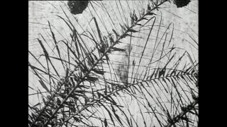 Link to Video | Paul Karl Lieberenz