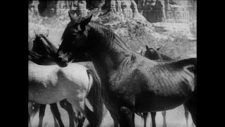 Link zum Video | Paul Lieberenz