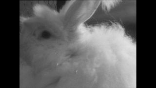 Link zum Video | Baumwollspinnerei, Wolle, Paul Lieberenz, Kulmbach, Nutztier, Deutschland, Weiß, Spinnerei, Angora, Angorakaninchen, Garnindustrie, Textilindustrie, 20. Jahrhundert, Tier, Fabrik, Kaninchen