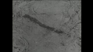 Link zum Video | Paul Lieberenz