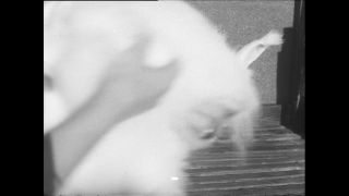 Link zum Video | Baumwollspinnerei, Wolle, Paul Lieberenz, Kulmbach, Nutztier, Deutschland, Weiß, Spinnerei, Angora, Angorakaninchen, Garnindustrie, Textilindustrie, 20. Jahrhundert, Tier, Fabrik, Kaninchen