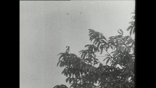 Link to Video | Paul Karl Lieberenz