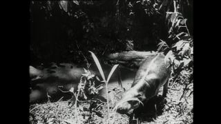 Link zum Video | Paul Lieberenz