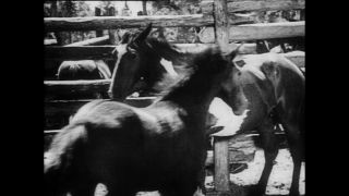 Link zum Video | Paul Lieberenz