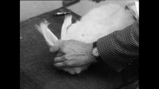 Link to Video | Baumwollspinnerei, wool, Paul Karl Lieberenz, Kulmbach, Germany, silk mill, angora wool, Angora rabbit, yarn industry, textile industry, 20th century, factory