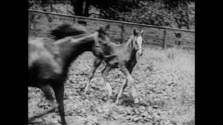 Link to Video | Paul Karl Lieberenz