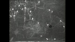 Link to Video | Paul Karl Lieberenz