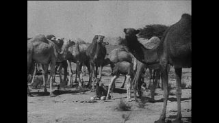 Link to Video | Paul Karl Lieberenz