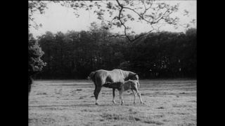 Link zum Video | Paul Lieberenz