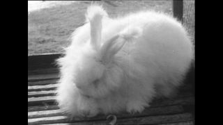 Link to Video | Baumwollspinnerei, wool, Paul Karl Lieberenz, Kulmbach, productive animal, Germany, white, silk mill, angora wool, Angora rabbit, yarn industry, textile industry, 20th century, animal, factory, rabbit
