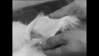 Link zum Video | Baumwollspinnerei, Wolle, Paul Lieberenz, Kulmbach, Deutschland, Spinnerei, Angora, Angorakaninchen, Garnindustrie, Textilindustrie, 20. Jahrhundert, Fabrik