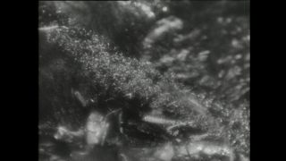 Link to Video | Paul Karl Lieberenz