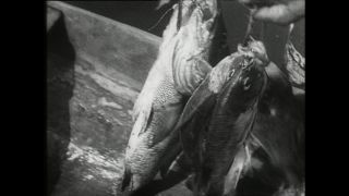 Link to Video | Paul Karl Lieberenz