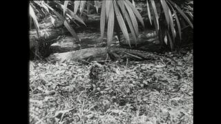 Link to Video | Paul Karl Lieberenz