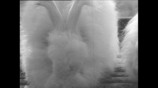 Link zum Video | Baumwollspinnerei, Wolle, Paul Lieberenz, Kulmbach, Deutschland, Spinnerei, Angora, Angorakaninchen, Garnindustrie, Textilindustrie, 20. Jahrhundert, Fabrik