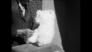 Link to Video | Baumwollspinnerei, wool, Paul Karl Lieberenz, Kulmbach, productive animal, Germany, white, silk mill, angora wool, Angora rabbit, yarn industry, textile industry, 20th century, animal, factory, rabbit