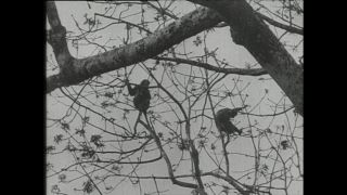 Link to Video | Paul Karl Lieberenz