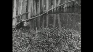 Link to Video | Paul Karl Lieberenz