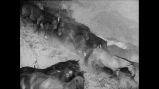 Link zum Video | Paul Lieberenz