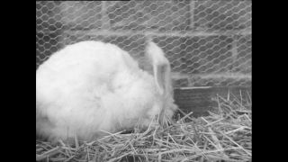 Link zum Video | Baumwollspinnerei, Wolle, Paul Lieberenz, Kulmbach, Nutztier, Deutschland, Weiß, Spinnerei, Angora, Angorakaninchen, Garnindustrie, Textilindustrie, 20. Jahrhundert, Tier, Fabrik, Kaninchen