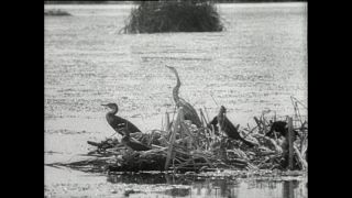 Link zum Video | Paul Lieberenz