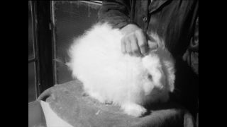 Link zum Video | Baumwollspinnerei, Wolle, Paul Lieberenz, Kulmbach, Nutztier, Deutschland, Weiß, Spinnerei, Angora, Angorakaninchen, Garnindustrie, Textilindustrie, 20. Jahrhundert, Tier, Fabrik, Kaninchen