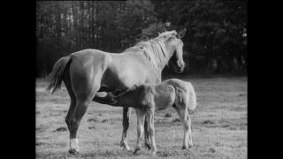 Link to Video | Paul Karl Lieberenz