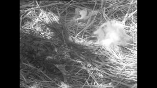 Link to Video | Baumwollspinnerei, wool, Paul Karl Lieberenz, Kulmbach, Germany, silk mill, angora wool, Angora rabbit, yarn industry, textile industry, 20th century, factory