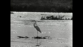 Link to Video | Paul Karl Lieberenz