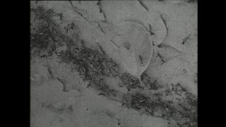 Link to Video | Paul Karl Lieberenz