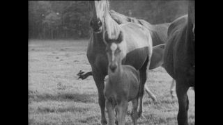 Link to Video | Paul Karl Lieberenz